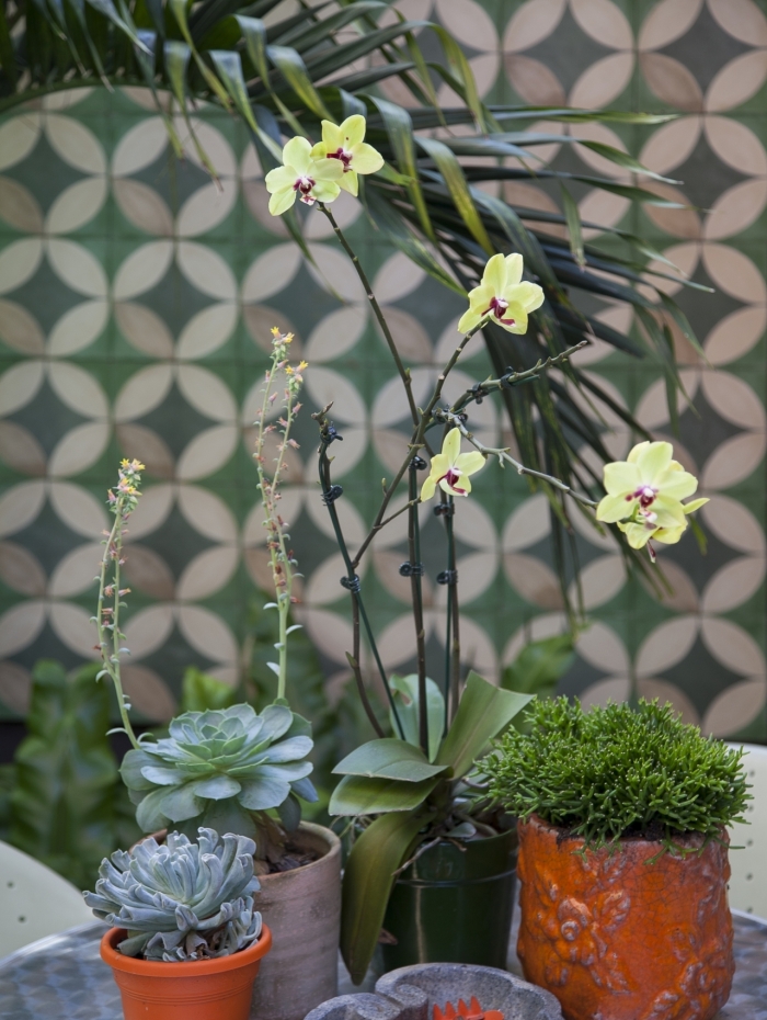 Na varanda, é importante verificar a posição da fachada, pois influencia na quantidade de sol na planta
