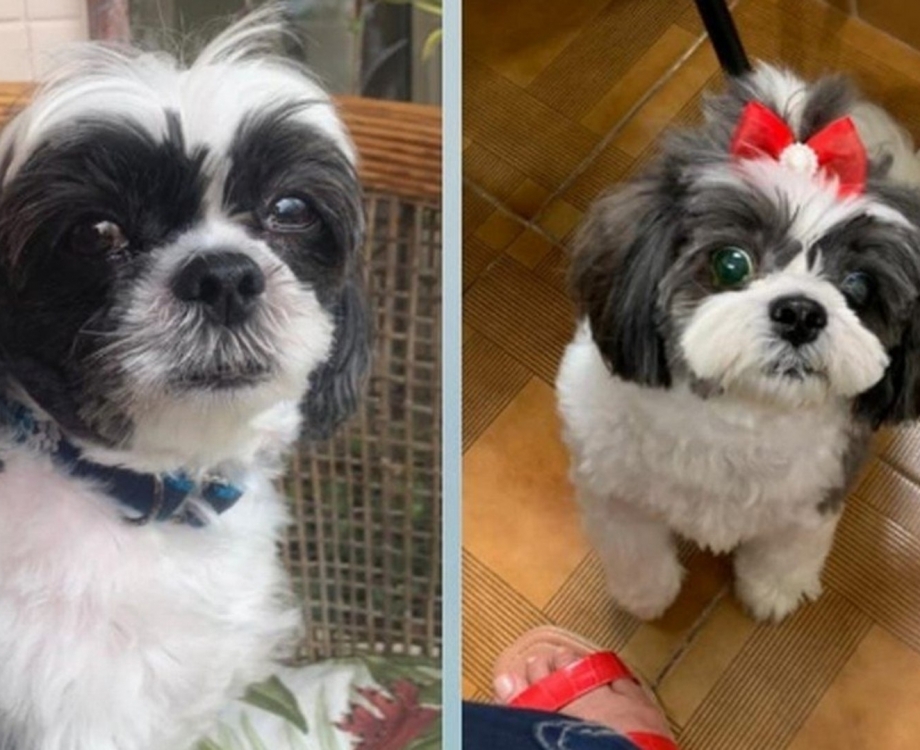 Simon, de 8 anos, e Mel, de 6 meses, foram encontrados ontem