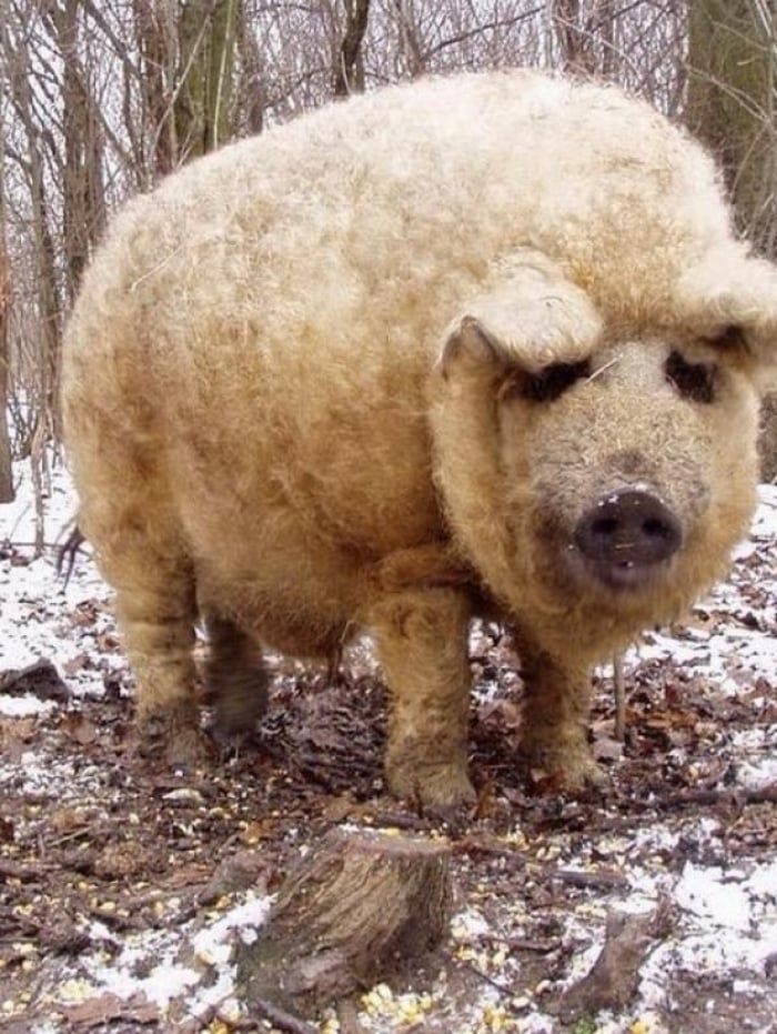 Exemplo de porco da ra&ccedil;a mangalitsa