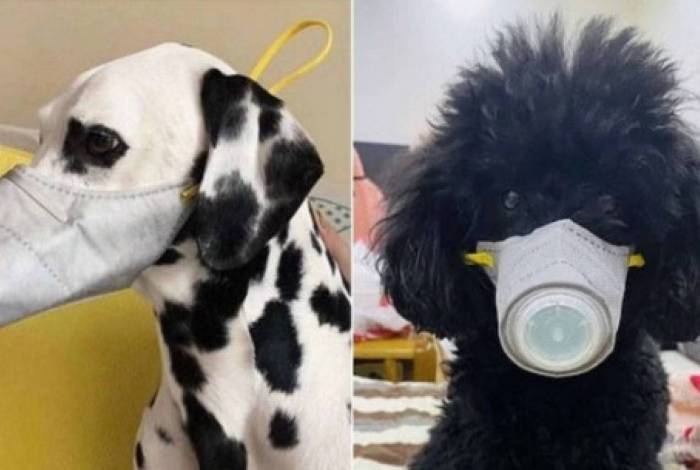 Exemplos de máscaras de proteção caninas vendidas na China