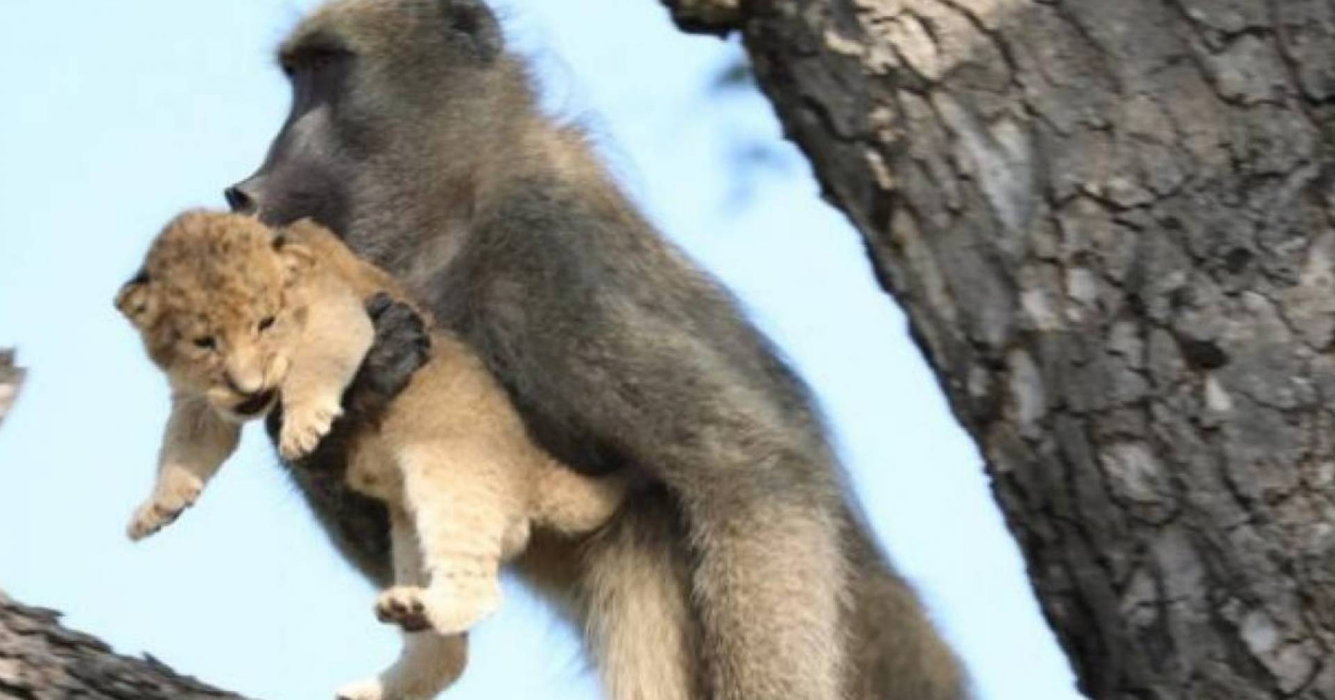 Babuíno recria cena famosa de 'Rei Leão' em parque na África do Sul