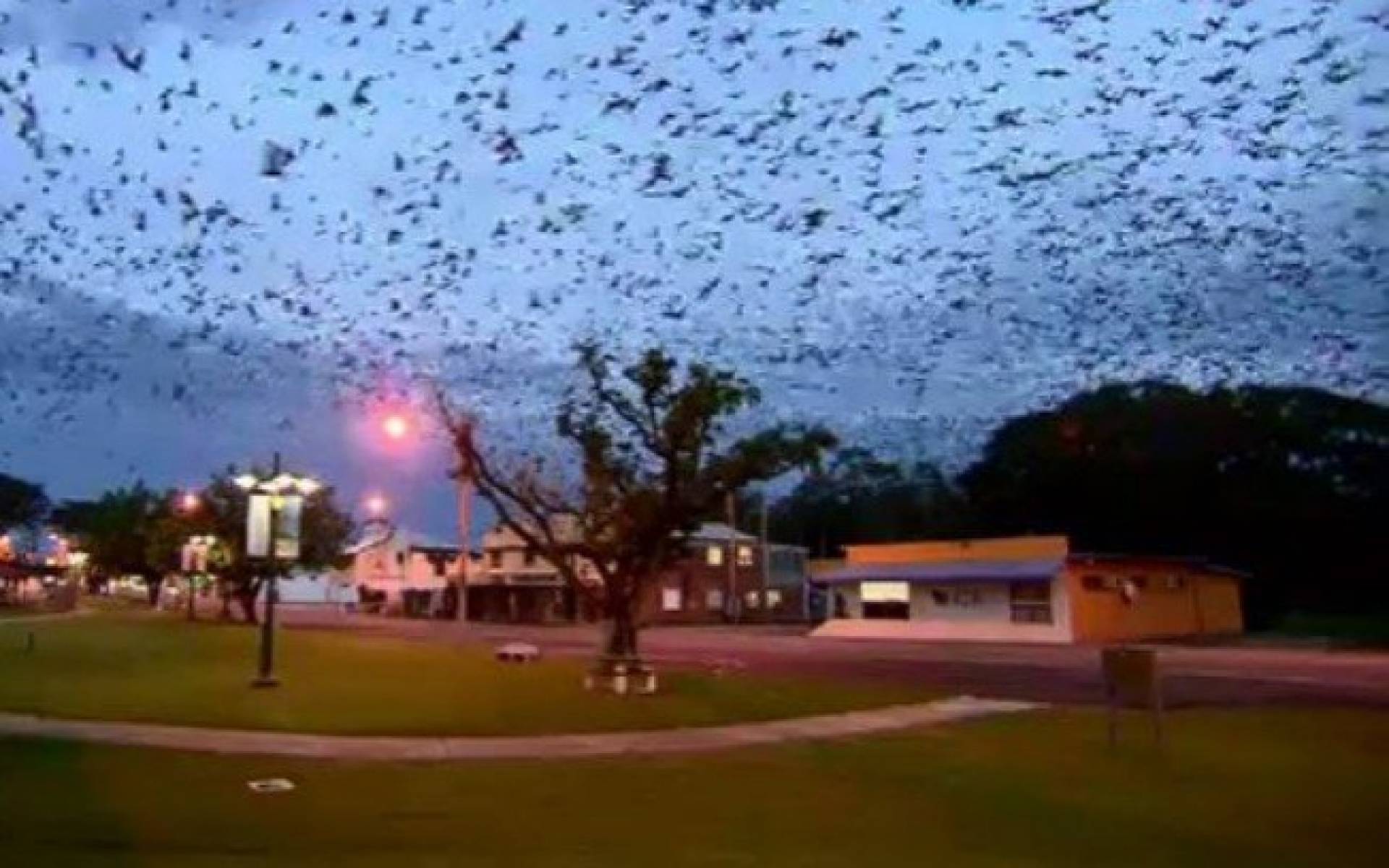 Invasão de morcegos de "proporções bíblicas" assustou moradores de cidade na Austrália
