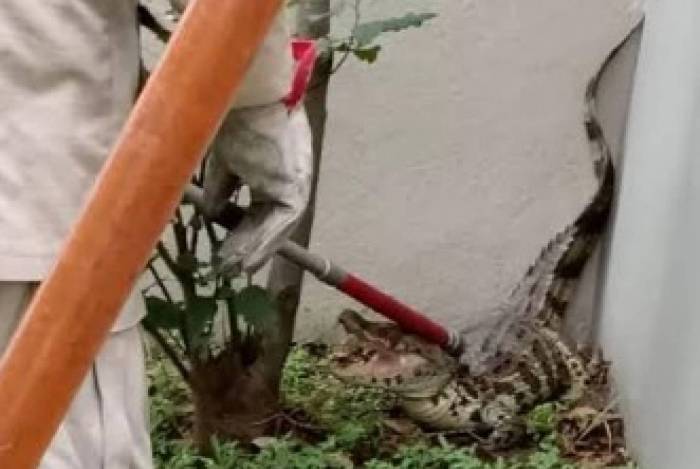 JacarÃ© invade pÃ¡tio do MinistÃ©rio PÃºblico, em Itaperuna