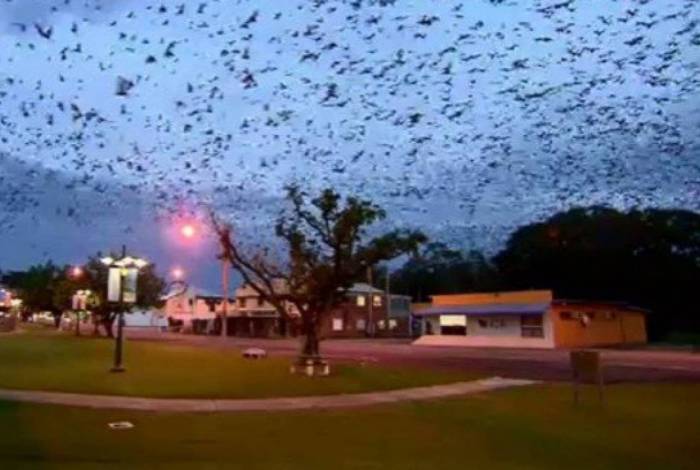 Invasão de morcegos de 