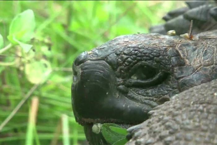 Cientistas encontram fósseis de tartaruga do tamanho de um carro