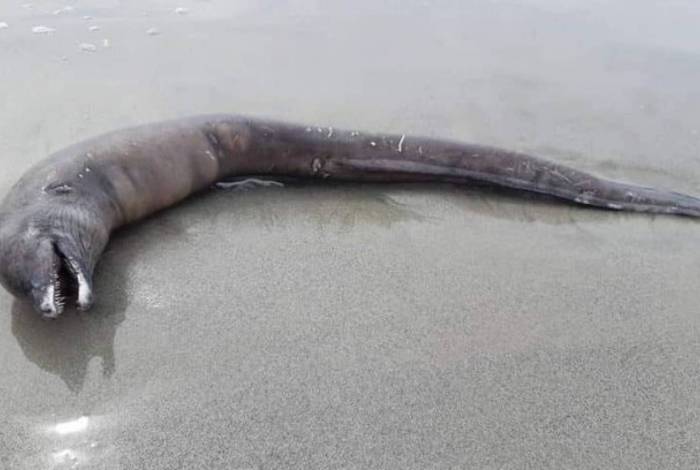 Moradores acreditavam que o animal era um golfinho.
