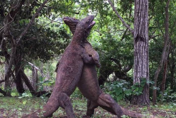 Nas imagens, quatro animais duelam para ver qual é o mais forte
