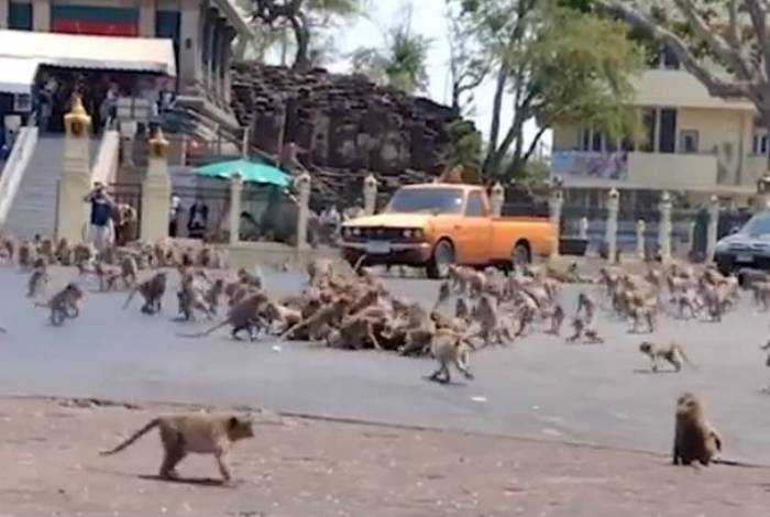 Macacos no centro de uma cidade da Tailândia
