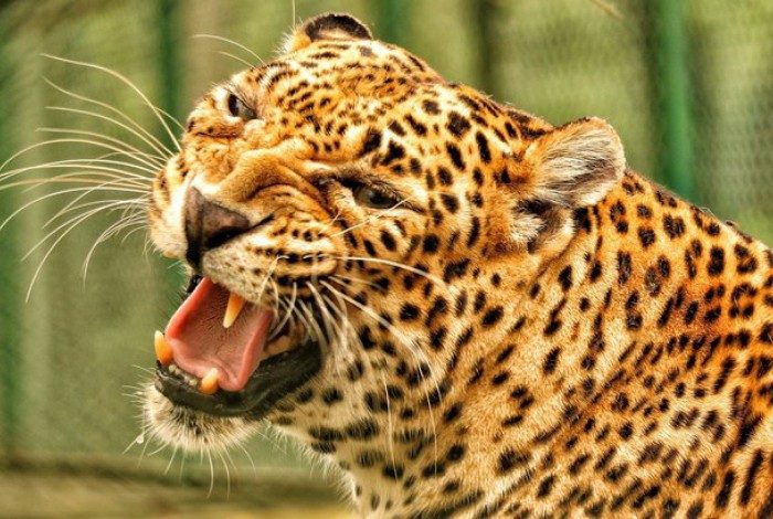 (Arquivo) Leopardo invade fazenda e mata criança que dormia em terraço na Índia
