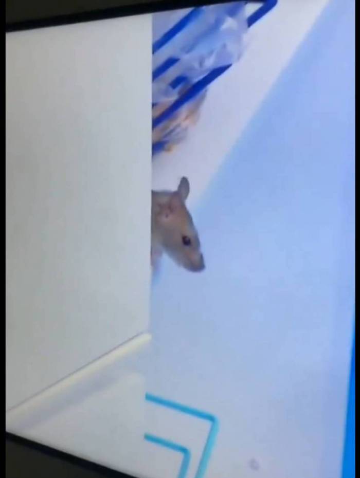 Genilson, o rato batizado pelos internautas, faz sucesso fora da casa