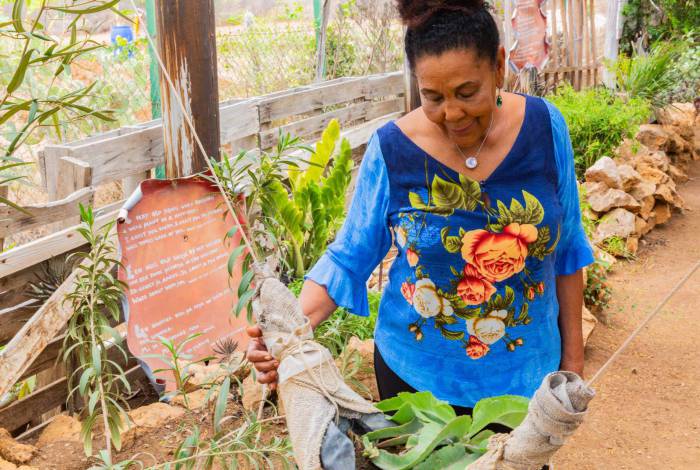 Dina Veeris, Famosa fitoterapeuta em Curaçao