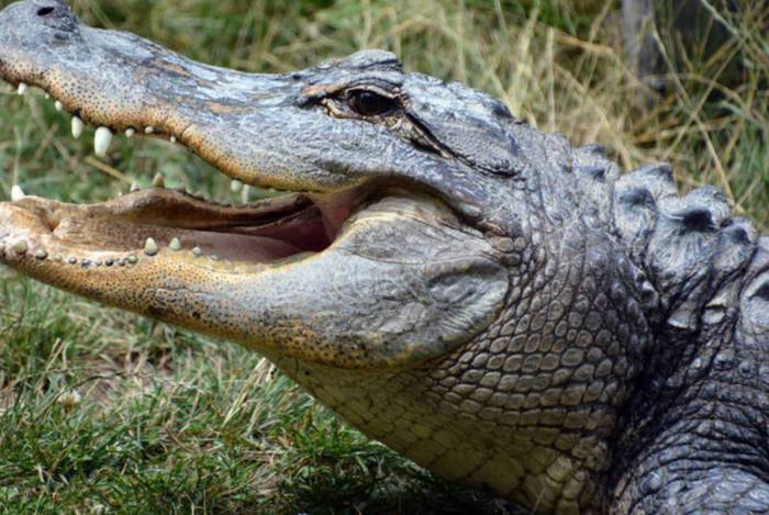 Mulher foi morta ao se aproximar de perigoso animal