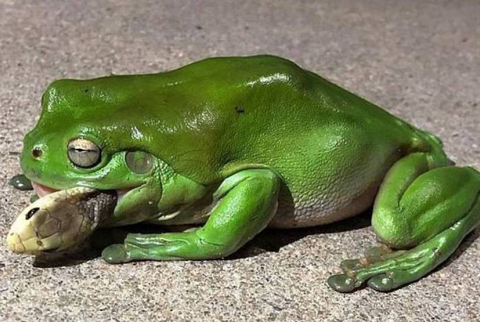 Perereca foi picada, mas comeu a cobra