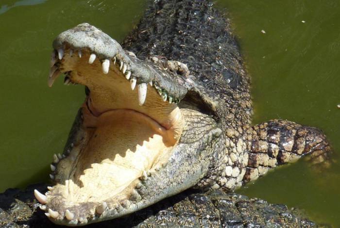 Mergulhadores foram surpreendidos por crocodilo com mais de 2 metros