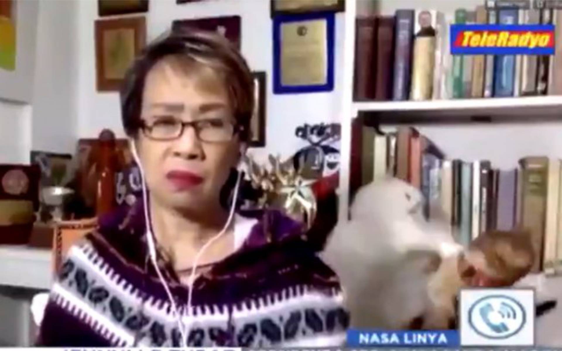 Gatos roubam a cena durante ao vivo de jornalista 