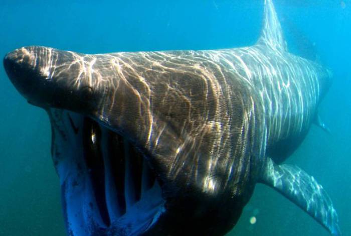 Banhista se assusta ao encontrar tubarão-elefante na Espanha; vídeo