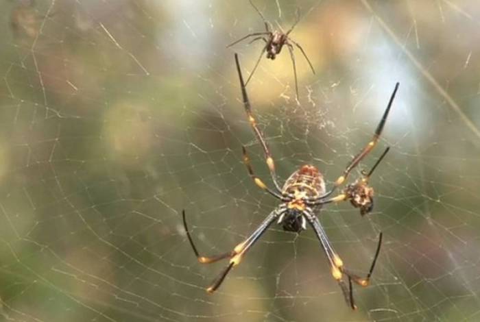 Irmãos deixam aranha pica-los para virarem 'Homem-Aranha'
