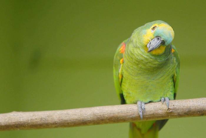 Papagaio impediu assaltou e alertou sua dona