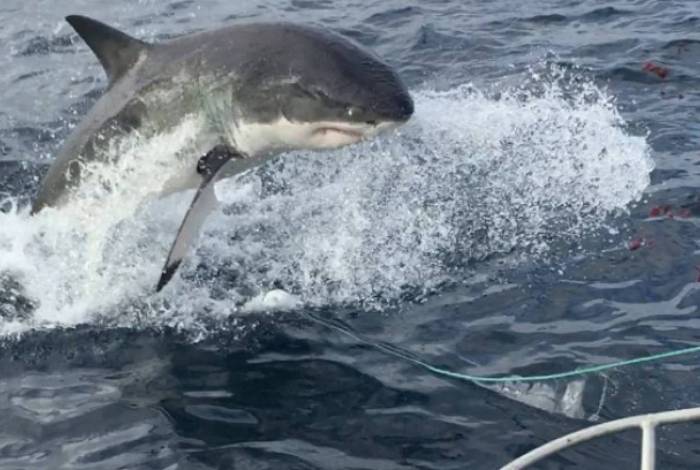 Imagem do momento em que o tubarão sobe para superfície em busca da isca
