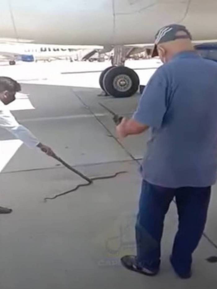 Cobra foi capturada ao tentar embarcar em avião