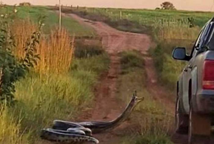 Cobra atacou carro de família