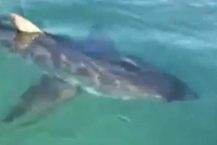 Tubarão de 250Kg é fisgado por pescador