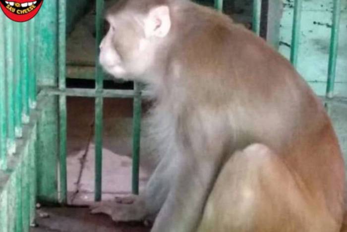 Animal foi capturado e está em um zoológico
