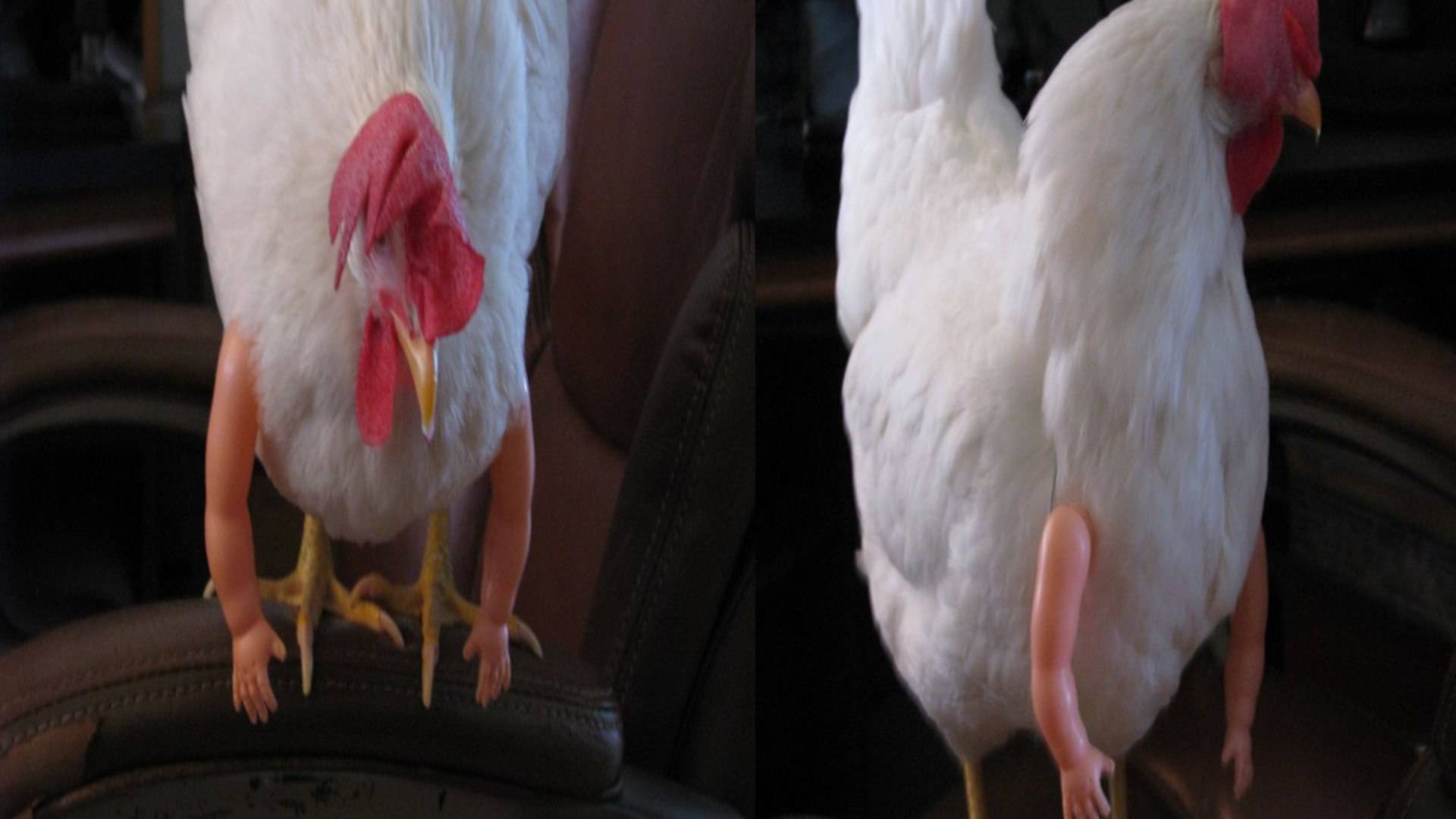 Galinha De Estimacao Ganha Bracos De Brinquedo E Viraliza Na Internet Mh Tem Que Ver Para Crer