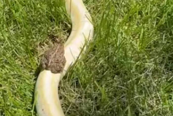 Imagens foram feitas pela dona da cobra, que é conhecida como 'Banana Man'