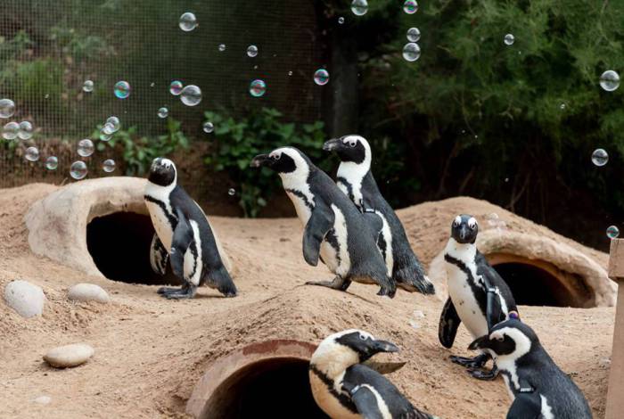 Animais que corriam risco após zoológico fechar são salvos