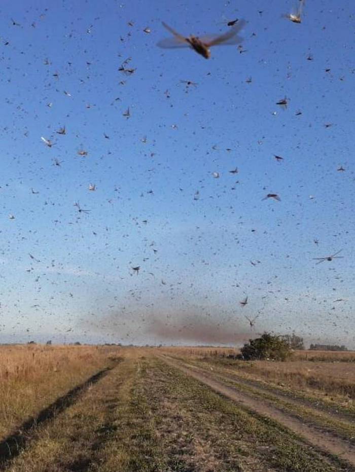 Nuvem de gafanhotos em plantaÃ§Ã£o na cidade de Santa FÃ©, na Argentina. Fronteira com RS estÃ¡ em alerta