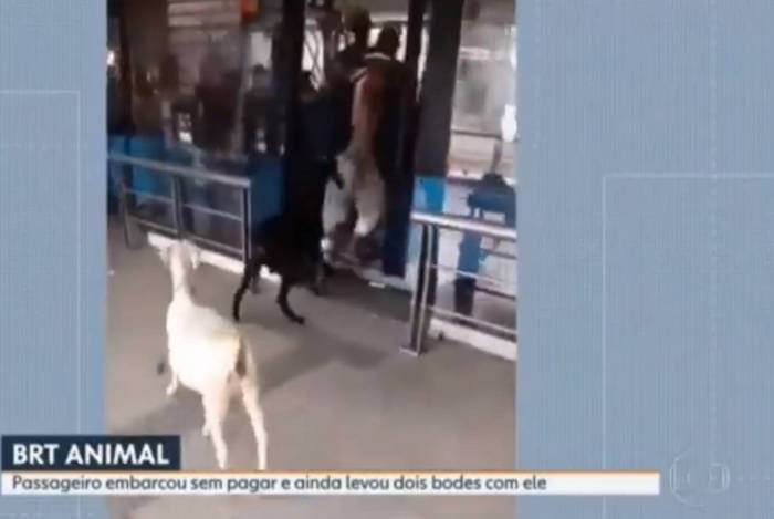 Bodes embarcam no BRT do Rio e Alex Escobar faz piada 