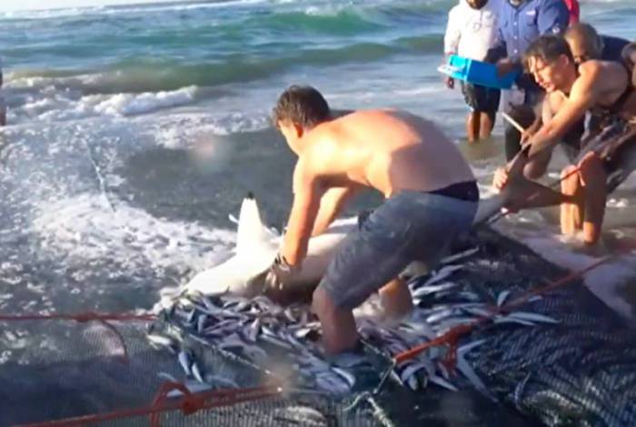 Cardume de sardinhas veio com tubarão de 2 metros e assustou pescadores

