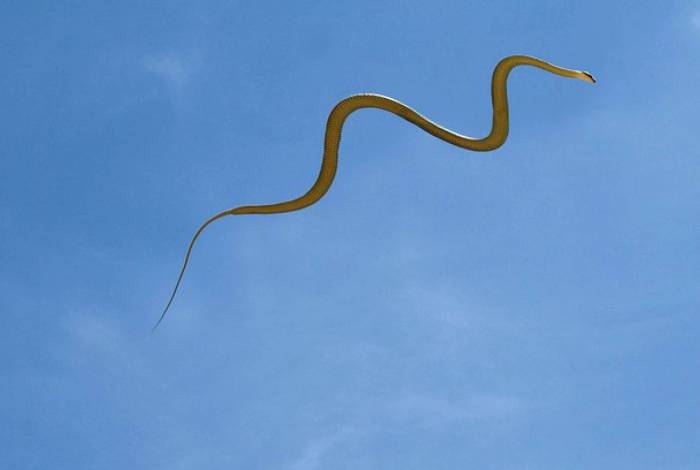 Cobras voadoras intrigam cientistas; vídeo