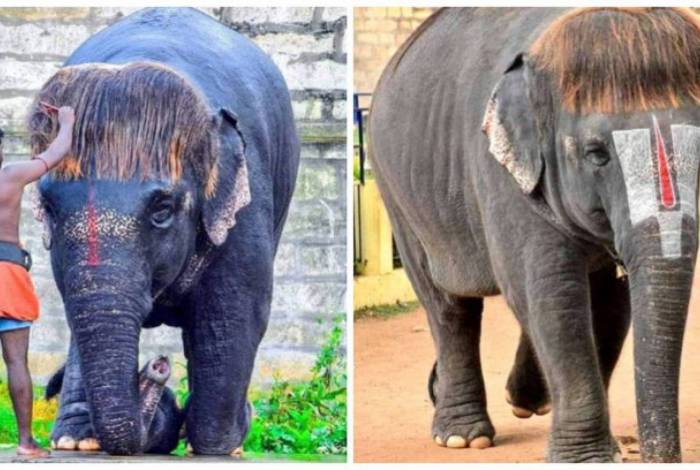 Elefante viraliza na web por causa de 'estilo diferenciado'; confira