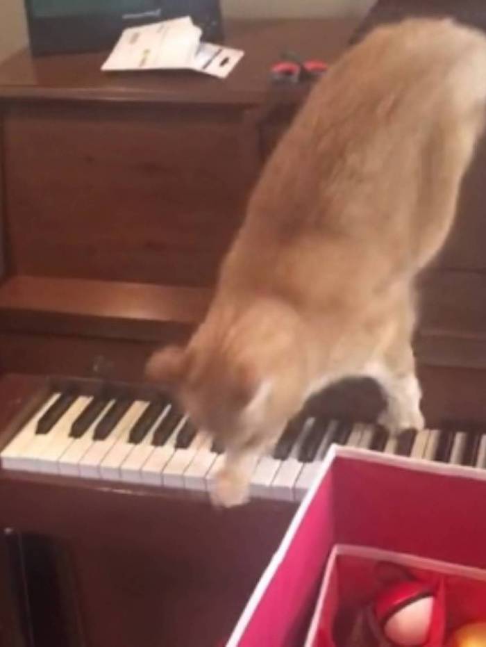 Gato viraliza na internet após ser gravado pela dona tomando susto em cima de um piano