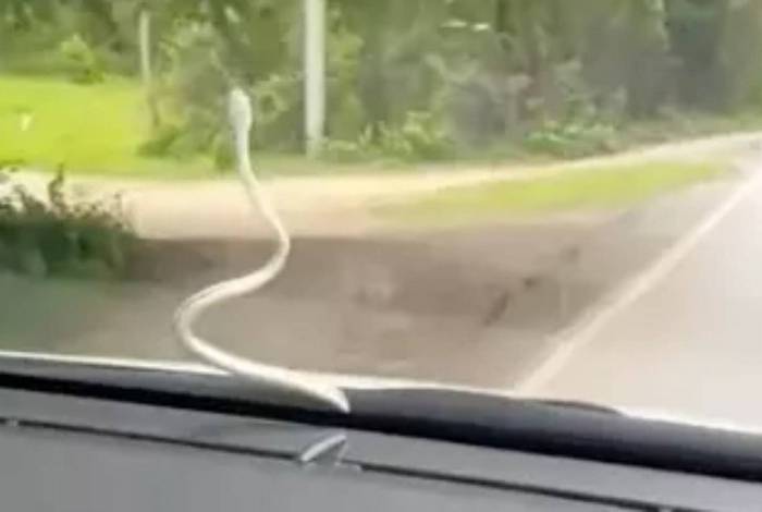 Cobra foi flagrada 'pegando carona' em para-brisa de carro na Tailândia
