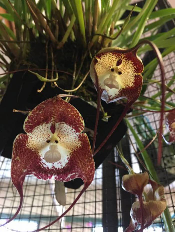 Orquídeas parecem com rosto de macaquinho