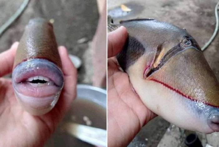 Pescador encontra peixe com boca e dentes e viraliza no Twitter