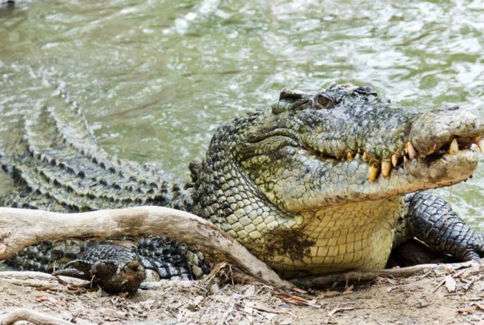 Crocodilo lutou antes de ser capturado