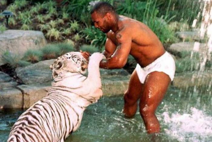 Mike Tyson brinca com um de seus tigres