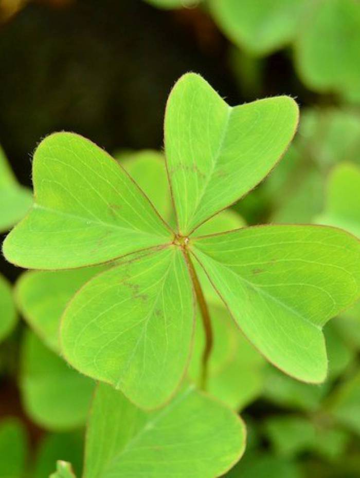 Trevo-de-quatro-folhas
