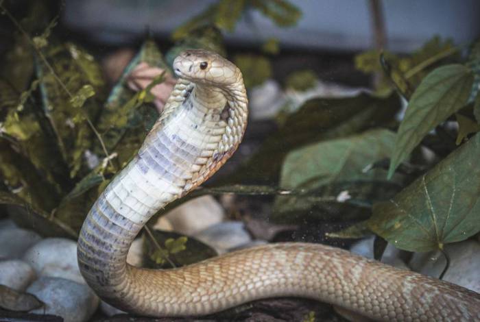 Cobra naja de 1,5 metro, que picou um estudante de veterinária em Brasília, está no Zoológico