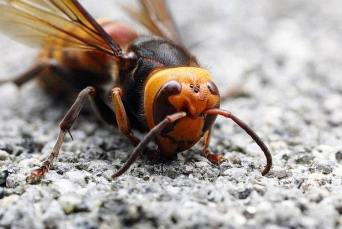 
Caso aconteceu em pequena cidade no Camboja
