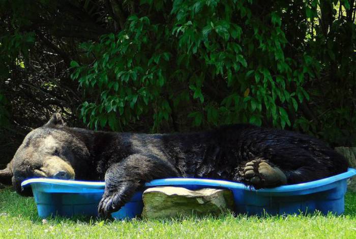 Urso gigante invade casa e dorme em piscina infantil; assista