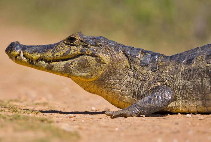 Caso aconteceu no pantanal do Mato Grosso