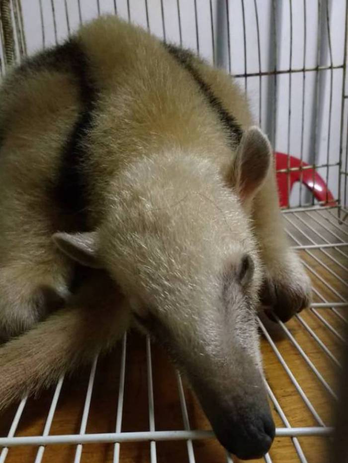 Filhote de tamanduá que se perdeu da família será encaminhado para Centro de Recuperação de Animais Silvestres da Estácio de Sá, em Vargem Pequena
