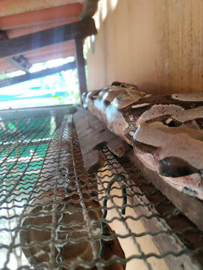 Uma das jiboias resgatadas esta semana na cidade e devolvidas &agrave; natureza