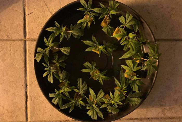 Policiais encontraram 12 pés de Cannabis Sativa
