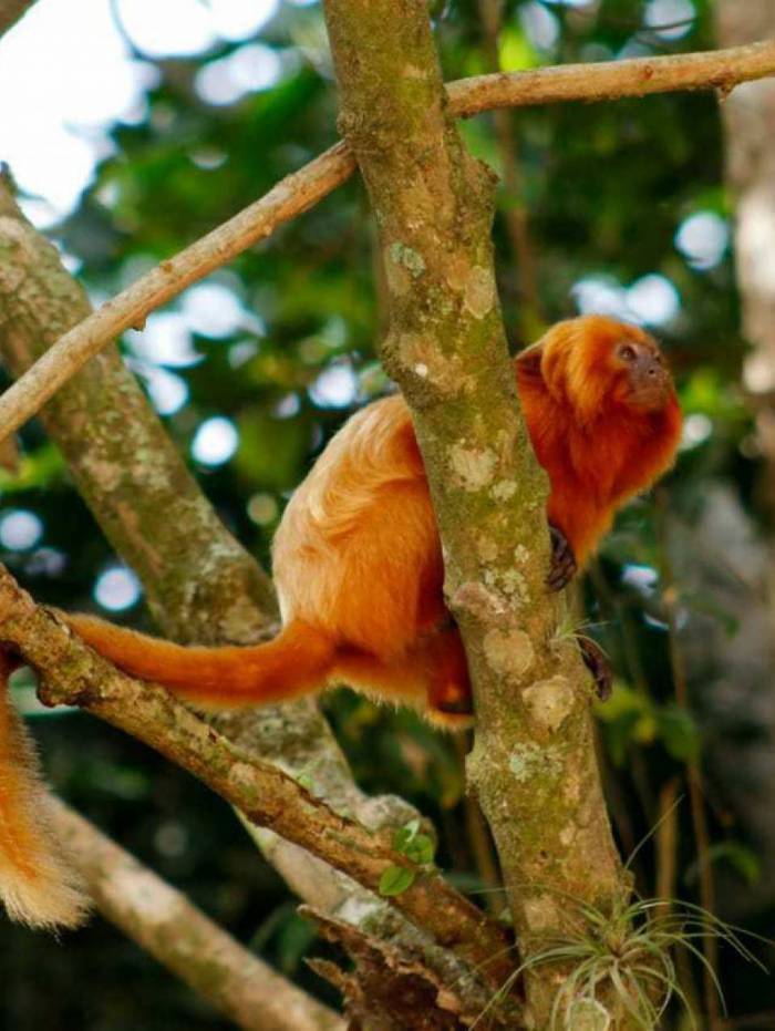 Viaduto vegetado foi constru&iacute;do para passagem dos micos-le&otilde;es-dourados